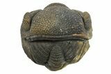 Wide Enrolled Morocops Trilobite - Morocco #296595-2